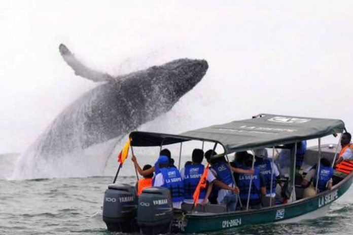 Ballenas Avistamiento