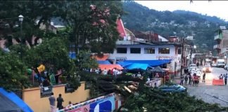 Se desploma simbólico árbol en San Bartolo Tutotepec