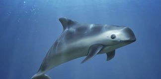 Vaquita Marina Senado