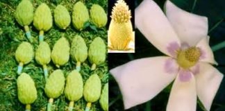 Advierte investigadora de la UAEH que la magnolia en México sufre la intervención de la actividad humana: investigadora