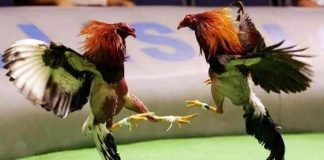 Peleas de Gallos