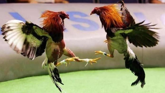 Peleas de Gallos