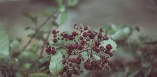 Participa investigador de UAEH en estudio internacional sobre extinción de plantas silvestres