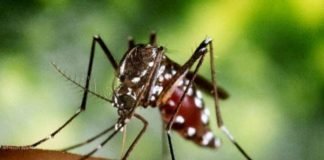 IPN lidera desarrollo de vacuna contra Chikungunya Chikungunya