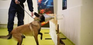 ¡Poder perruno! Varios aeropuertos ya tienen caninos que detectan covid-19 Perros covid