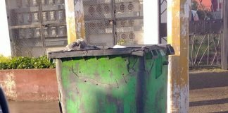 Investigan quema de contenedores de basura en Tulancingo Contenedores basura