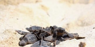 Nacen cerca de 8 mil crías de tortuga en zonas protegidas de Puerto Morelos Tortugas bebés