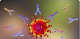 Lo que se conoce sobre tratamiento con anticuerpos para Covid-19 Coronavirus anticuerpos