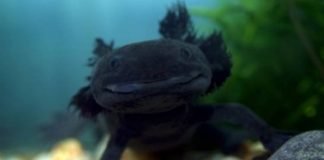 Anuncian plan de conservación para biodiversidad de CDMX Ajolote CDMX