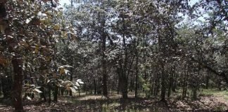 Rescatan a turistas extraviados en zona boscosa de Hidalgo