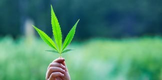 Mayoría ciudadana apoya legalización de marihuana en México LEgalización cannabis