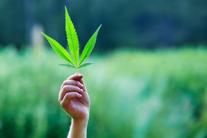 LEgalización cannabis