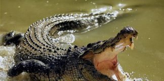 Cocodrilos