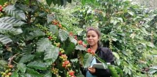 Producción para el Bienestar apoya a 219 mil productores de cafe