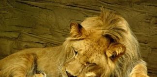 Detectan la presencia de un león en el patio de una vivienda