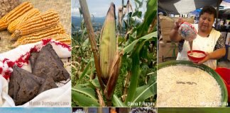 Avanzamos en la conservación de la biodiversidad del maíz: Semarnat