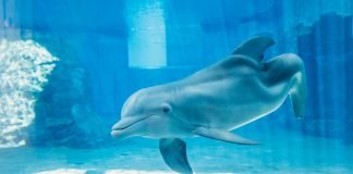Falleció Winter, el delfín hembra famosa por su prótesis de cola