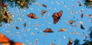 Reabren santuarios de Mariposa Monarca en Estado de México