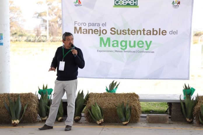 MAGUEY MAGUEY