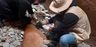 Si fue atacada por arma de fuego el puma hembra hallada muerta PUMA