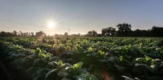 Albaugh compra a Rotam por 197.5 mdd NEGOCIOS