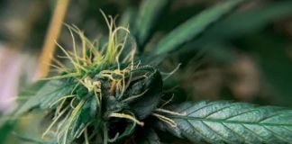 Senado mexicano pospone ratificar regulación de cannabis; señala inconstitucionalidad SENADO