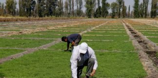 Listos los Romeritos para la cena Navideña y Año Nuevo