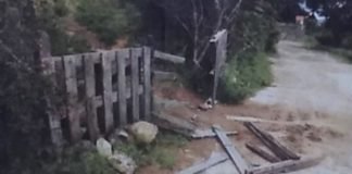 Sustraen a 13 perros de refugio animal en Real del Monte REFUGIO ANIMAL