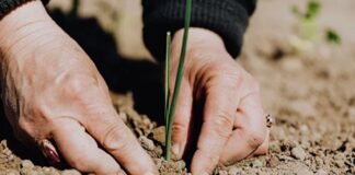 Especies vegetales en peligro, por extinción de animales debido a cambio climático MEDIO AMBIENTE