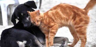 Iniciativa para reconocer sensibilidad de animales y evitar maltrato, abandono o muerte cruel Protecciòn animal