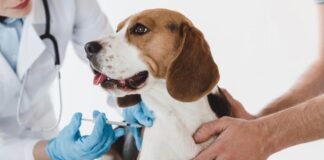 Organiza Ayuntamiento de Pachuca Campaña de Vacunación Antirrábica Gratuita Vacunación Antirrábica y esterilización