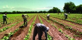 Acuerdan denominación de salario mínimo por UMA en leyes agrarias