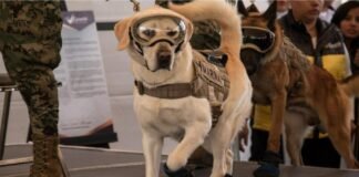 Reportan que Frida, la heroína de los sismos de 2017 está delicada de salud