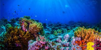 Segunda Conferencia de la ONU sobre los océanos y su desarrollo sostenible