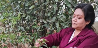 Prueba IPN efectividad de planta medicinal contra Cáncer de Mama