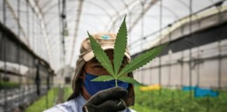 158.8 millones de personas consumen marihuana en el mundo: ONU