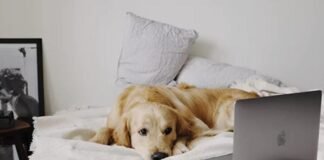 Tecnología que permitirá cuidar de mascotas incluso lejos de casa