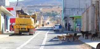 Hacen llamado al resguardo de animales de compañía, en Tulancingo