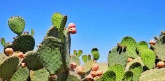 Alimentos amigables con el medioambiente: ¿Tendencia en redes sociales?