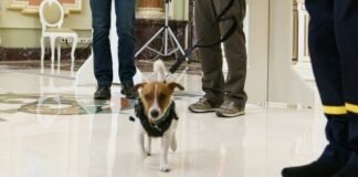 Condecora el presidente Volodomir Zelenski a héroe de guerra de cuatro patas