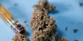 Gobierno de Tailandia regalará 1 millón de plantas de cannabis para su cultivo