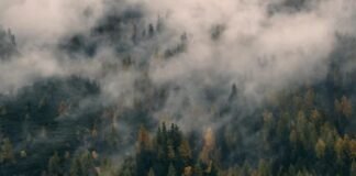 Reforestación podría estar afectando el ciclo del agua, afirman expertos