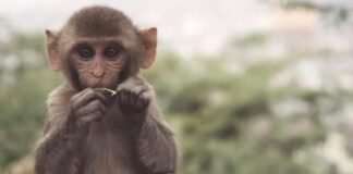 Brotes de virus del mono en Europa y América alertan a la comunidad internacional