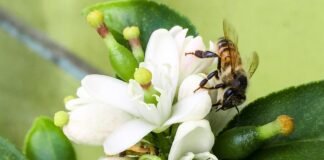 Exhortan en Tulancingo a cuidar de avispas y abejas silvestres