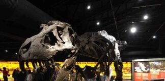 Abre exhibición “Ecos de la extinción” en Centro Cultural de Toluca