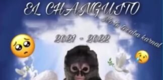 Componen ‘changocorrido’ a mono araña abatido durante enfrentamiento en EDOMEX