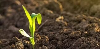 Promueven elaboración y uso de biofertilizantes para hacer frente a la crisis alimentaria