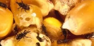 Permite gobierno de la 4T ingreso de maíz con gorgojo a México