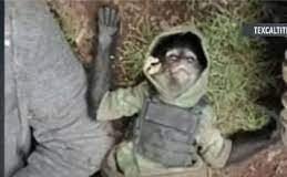 Mono araña muere en enfrentamiento en Texcatitlán