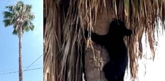 Rescatan a pequeño oso de lo alto de una palmera